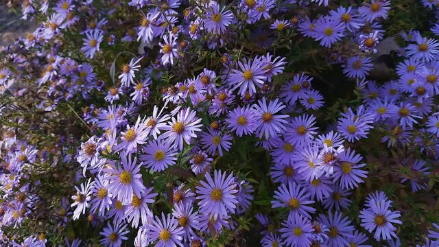 Purple flowers of the New England aster on a flowerbed
