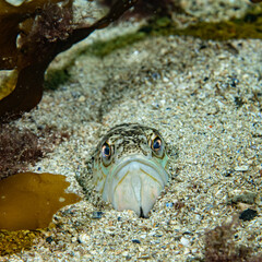 Greater weever (Trachinus draco) on sandy sea floor