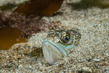 Greater weever (Trachinus draco) on sandy sea floor