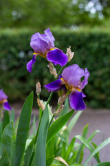 Blooming purple iris flowers on green bush background, vertical orientation
