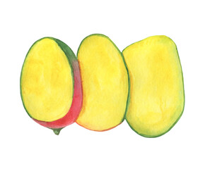 Mango watercolor illustration. Sliced ​​mango pieces.