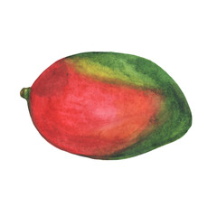 Ripe mango watercolor illustration. Ripe fruit.