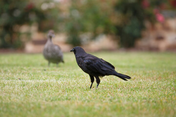 Raven (crow) found at a park in Adelaide, South Australia amongst a group of ducks 
