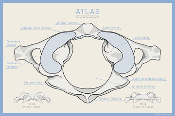 Shown Here is the First Cervical Vertebra. Atlas C1. Anterior, Posterior and Top View. Illustration for Education. Anatomy on English