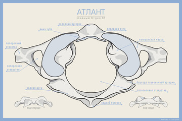Shown Here is the First Cervical Vertebra. Atlas C1. Anterior, Posterior and Top View. Illustration for Education. Anatomy on Russian