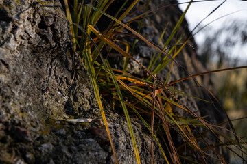 grass on a rock