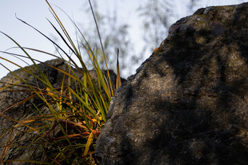 grass on a rock