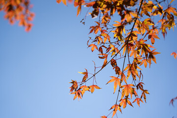 紅葉