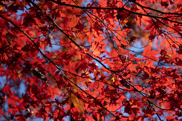 紅葉