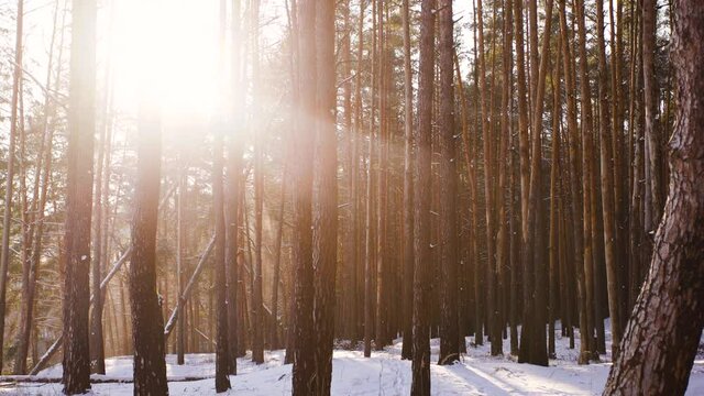 Beautiful sunny windy snowy winter landscape. Golden rays of sun bursting through trunks of old tall pine trees covered with fresh icy white snow. 4k video panorama of beautiful snowy forest