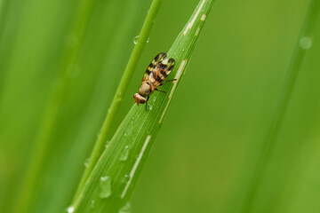 Melieria omissa, Schmuckfliege