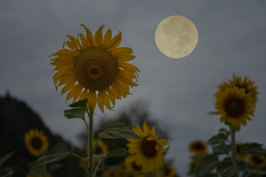 Sunflower garden with full moon in the night.