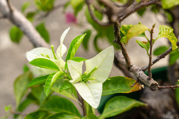 Bougainvillea is a genus of thorny ornamental vines, bushes, and trees belonging to the four o' clock family, Nyctaginaceae. Bougainville flowers Blooming in the garden. Selective Focus. defocus.