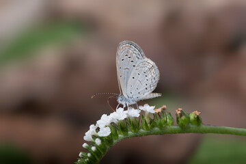 butterfly on wild flower