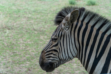 Fototapeta na wymiar Zebra head close up. Animals in the zoo and national reserve.