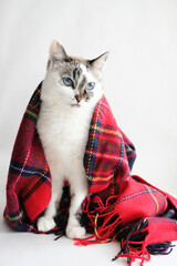 Cute white blue eyes cat wrapped in a warm red plaid blanket on white background