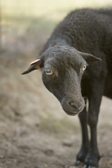 Portrait of a female black ouessant sheep ewe