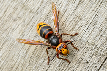 European hornet