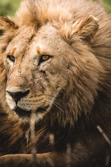 closetup portrait of a male lion, Africa Tanzania