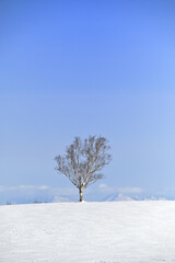 Fototapeta na wymiar Snowfield birch 