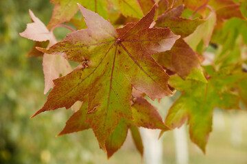 Sweet gum tree autumn colorful leaves close up