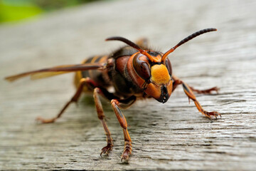 European hornet

