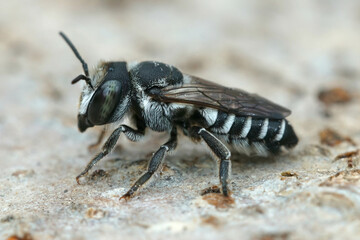 A small black and white leafcutter bee , Megachile apicalis,