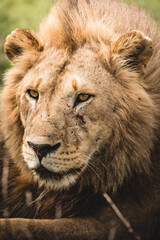 closetup portrait of a male lion, Africa Tanzania
