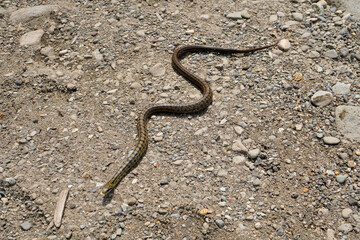 シマヘビ　Japanese striped snake　 
Elaphe quadrivirgata


