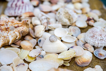 beautiful seashells on the beach