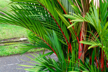 Cyrtostachys renda, also known by the common names red sealing wax palm and lipstick palm, is a palm that is native to Thailand, Malaysia, Sumatra and Borneo in Indonesia.