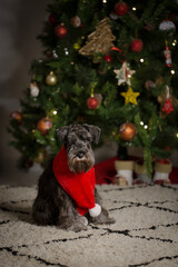 Schnauzer with red scarf