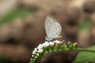 butterfly on a flower