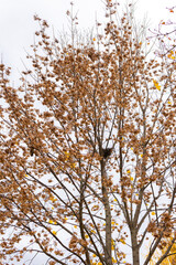 Bird's nest on a birch, tree with yellow leaves in a city park, autumn time