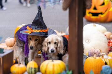 リゾナーレ八ヶ岳／ゴールデンレトニエル