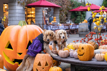 リゾナーレ八ヶ岳／ゴールデンレトニエル