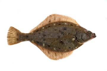 Yellow striped flounder