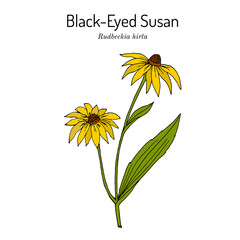 Black-eyed Susan Rudbeckia hirta , or brown betty, gloriosa daisy, medicinal plant - obrazy, fototapety, plakaty