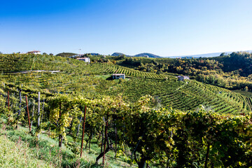 Fototapeta na wymiar Valdobbiadene hill and prosecco vineyard