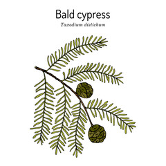 Fototapeta na wymiar Bald cypress Taxodium distichum , state tree of Louisiana