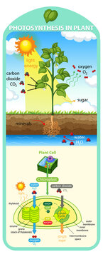 Diagram showing process of photosynthesis in plant
