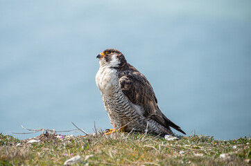 Peregrine falcon UK
On cliffs at Seven Sisters Country Park. Looking up at other passing birds.