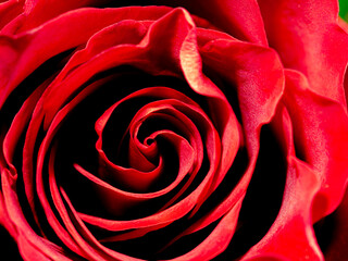 macro  of a red rose bud
