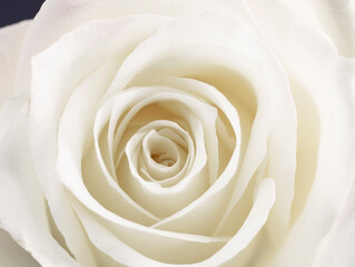 macro photography of a white rose bud