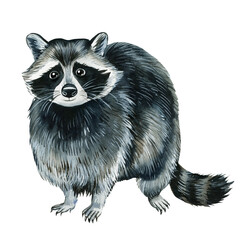 Raccoon watercolor drawings on an isolated background, hand drawing