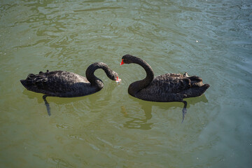Two black swans in the water foraging for food and fish