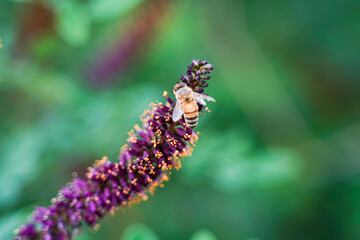 Bees on amorpha acacia