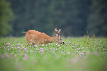 European roe deer eating red clover