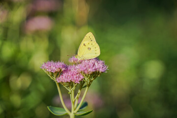 White butterfly on flower