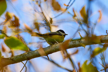 Great tit (Parus major) perched on a branch